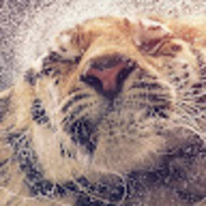 Meet your Posher, Kailey